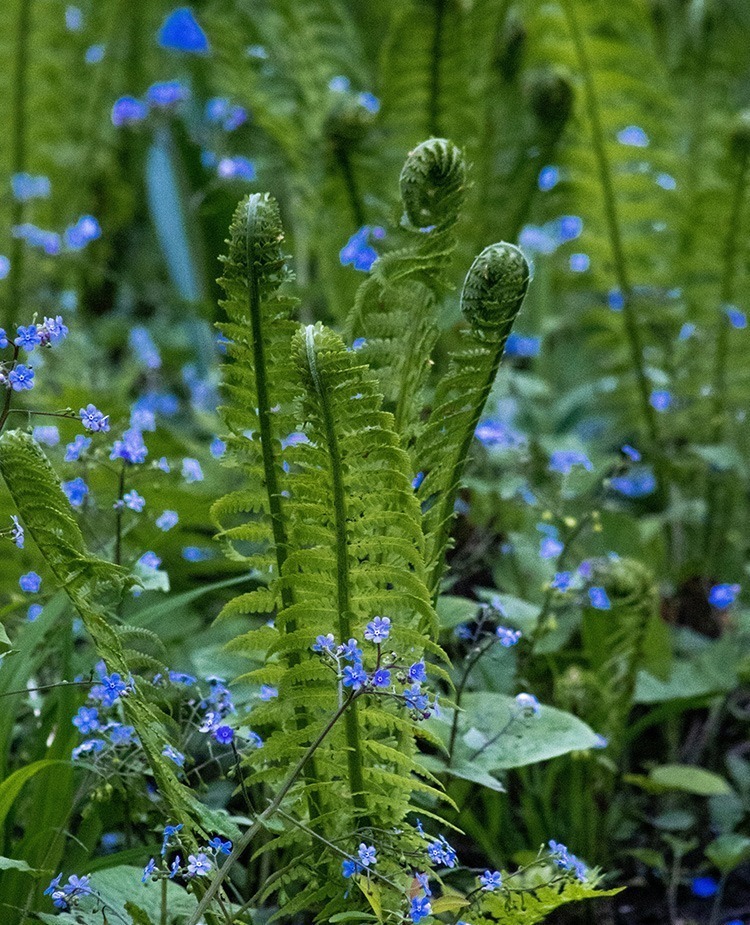 fern Fern fronds with flowers
